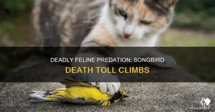 How many songbirds are killed by cats?