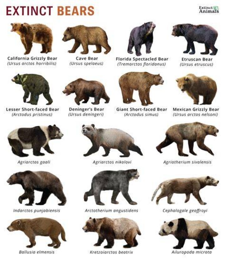 How many subspecies of brown bear are there?