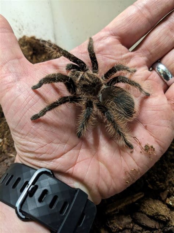 How often do pink toe tarantulas molt?