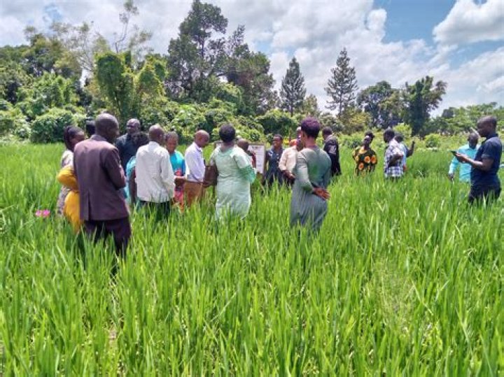 How profitable is rice growing in uganda?
