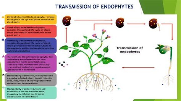 How to isolate endophytes?