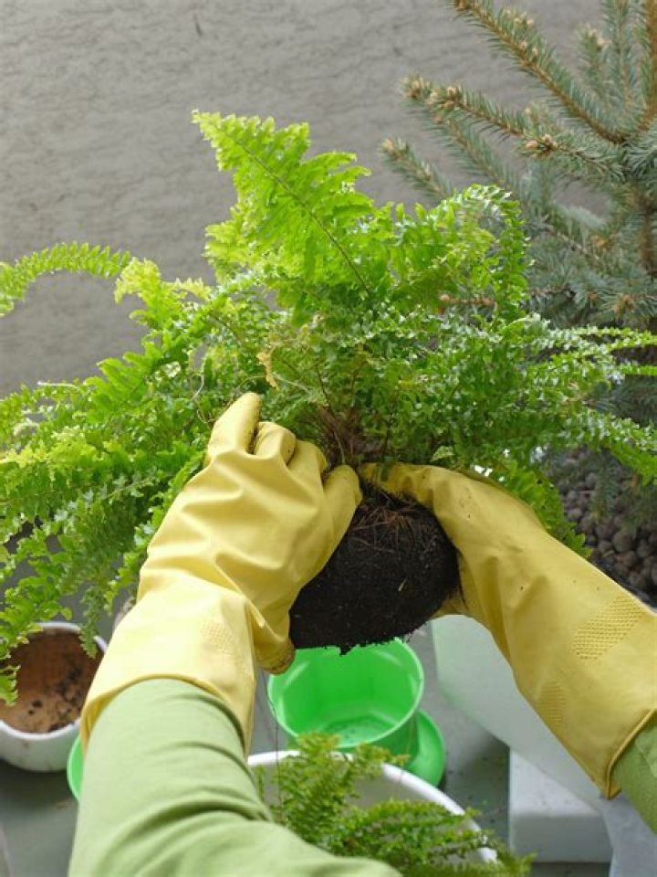 How to transplant a tree fern?
