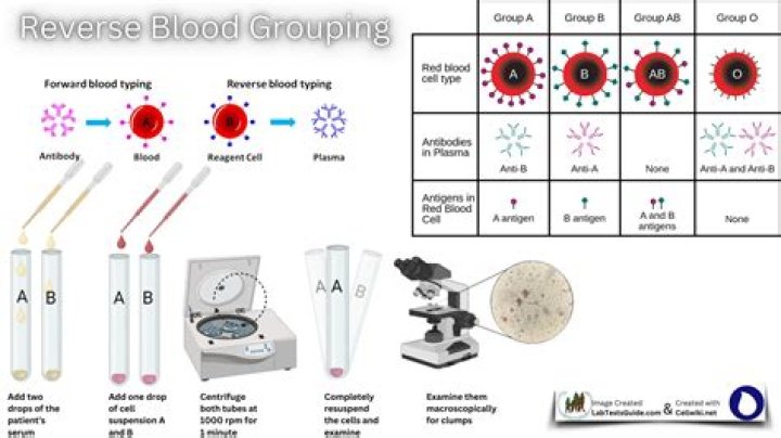 In a blood group testing the blood agglutinates with?