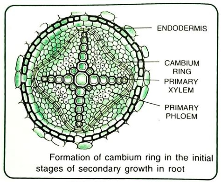 In a stratified cambium the fusiform initials are?