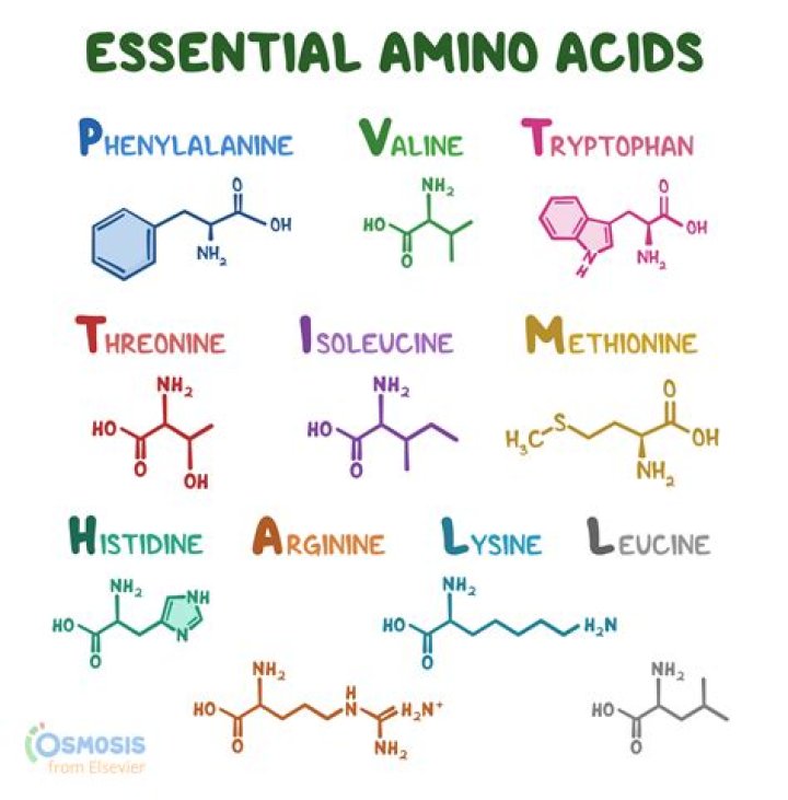 Is an anticodon an amino acid?