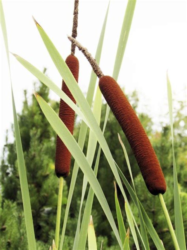 Is cattail a flowering plant?