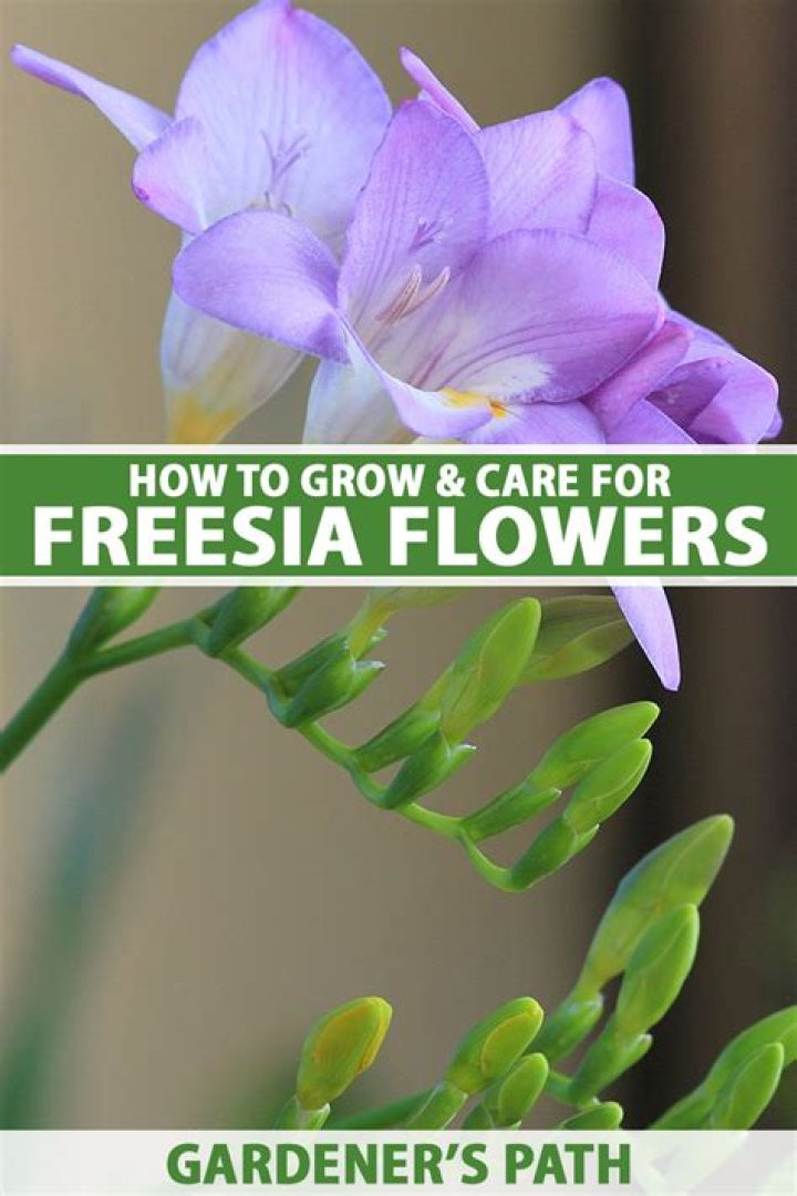 Is freesia hard to grow?