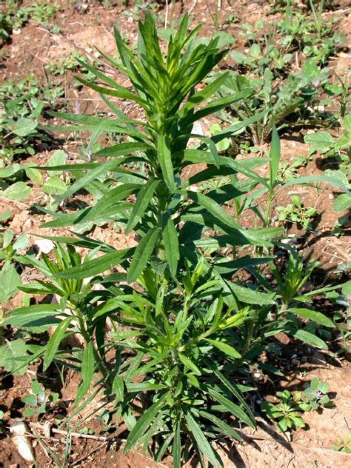 Is horseweed good for pollinators?