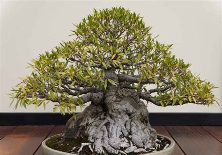 Is jhs bonsai worth it?
