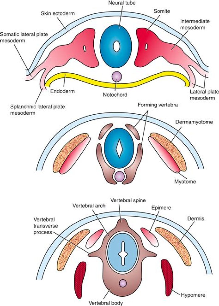 Is mesoderm the same as mesoglea?
