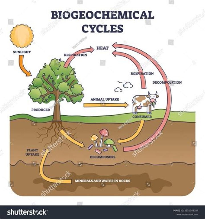 Is not a gaseous biogeochemical cycle in an ecosystem?
