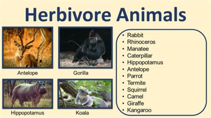 Is the argali a herbivore?