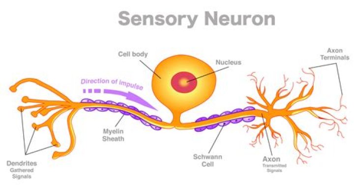 Were are neurons located?