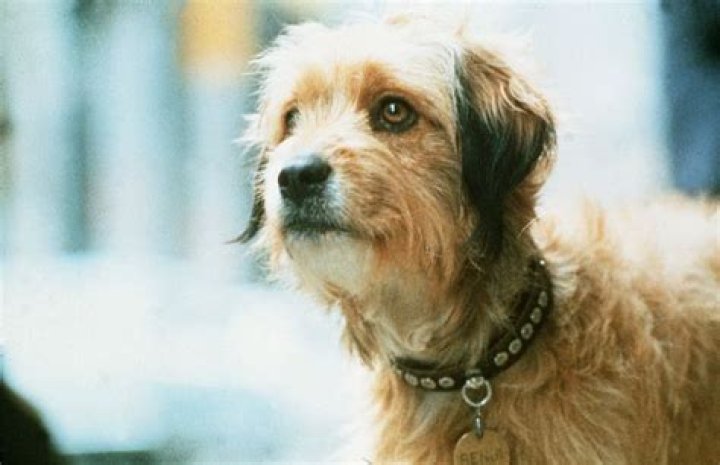 What breed was benji the movie dog?