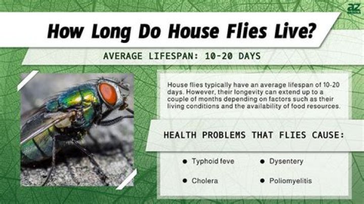What do house flies do?