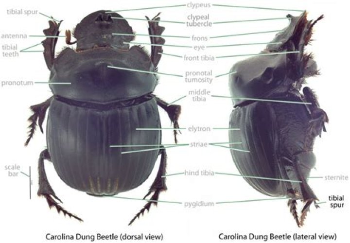 What do scarabaeidae feed on?