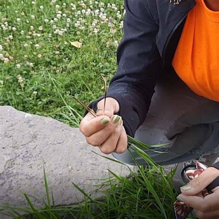 What does sweetgrass smell like?