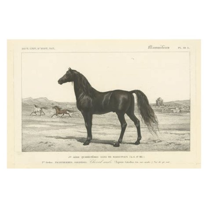 What is a barbary horse?