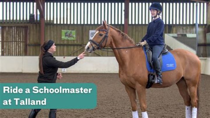 What is a schoolmaster horse?