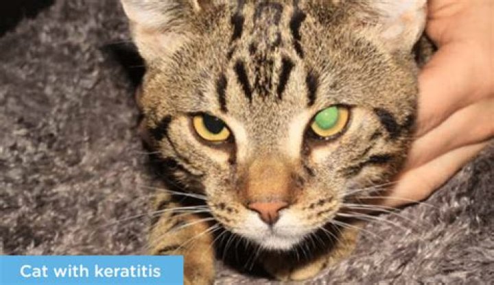 What is herpesvirus in cats?