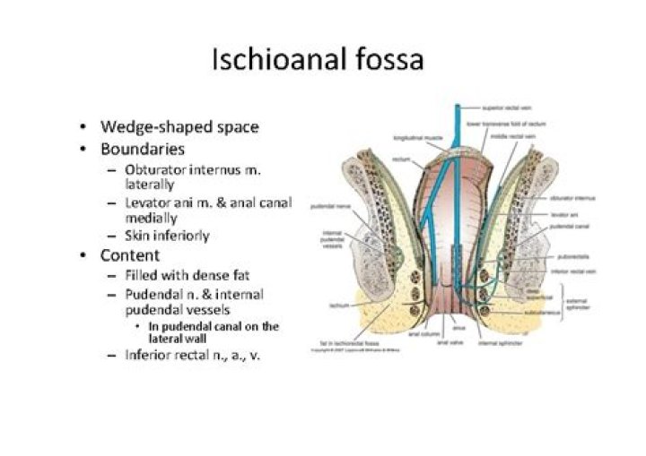 What is ischioanal fossa?