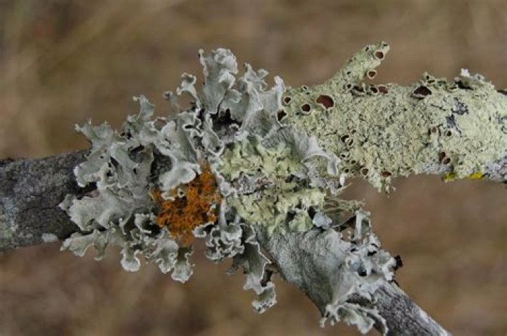 What is meant by amphithecium?