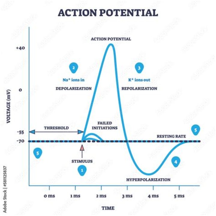 What is positive afterpotential?