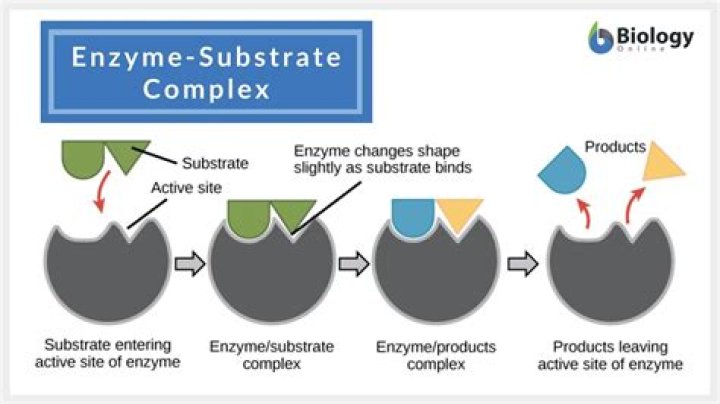 What is substrate in biology?