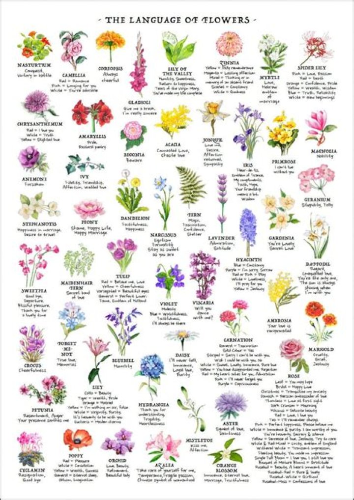 What is the meaning of narcissi?