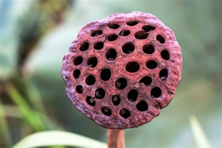 What is the phobia of holes?