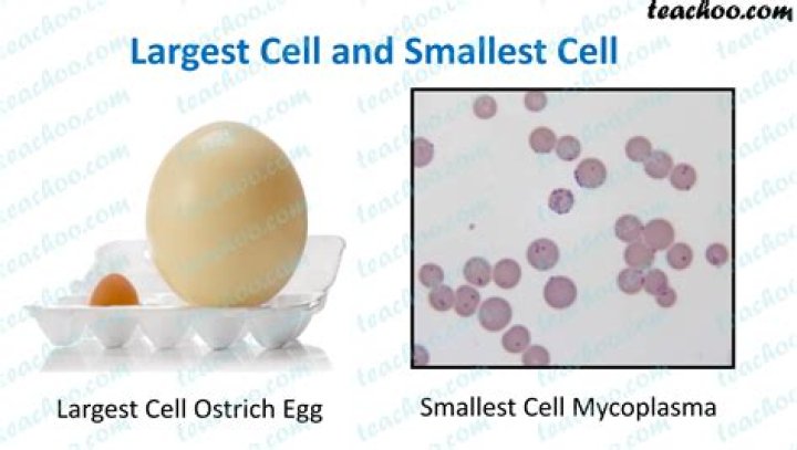 What is the smallest single celled organism?