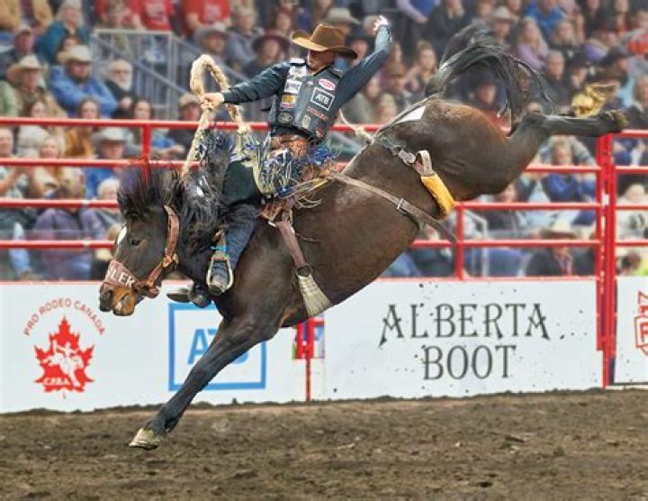 What kind of horses are used for bronc riding?