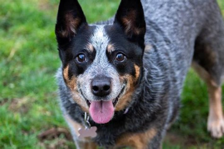 What makes a red heeler?