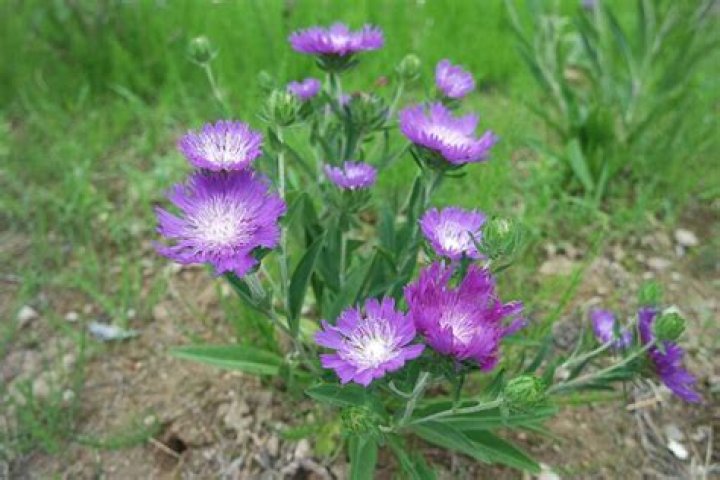 What to plant with asters?