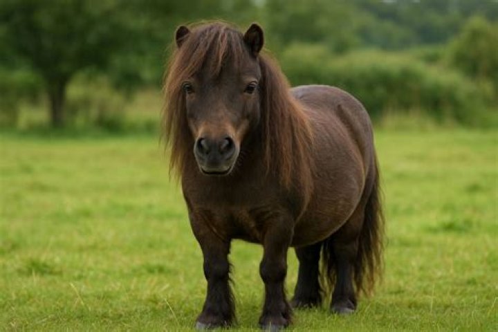 Whats a plodding horse?
