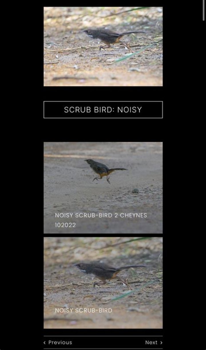 Whats a scrub bird?