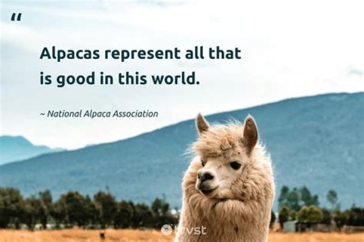 Whats an alpaca good for?