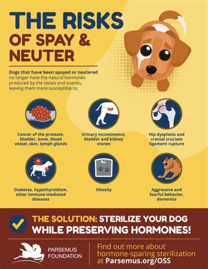 Whats spay and neuter?