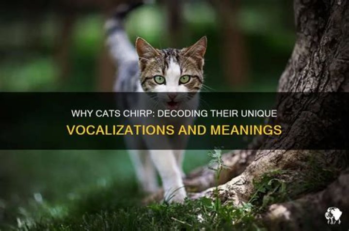 When a cat chirps?