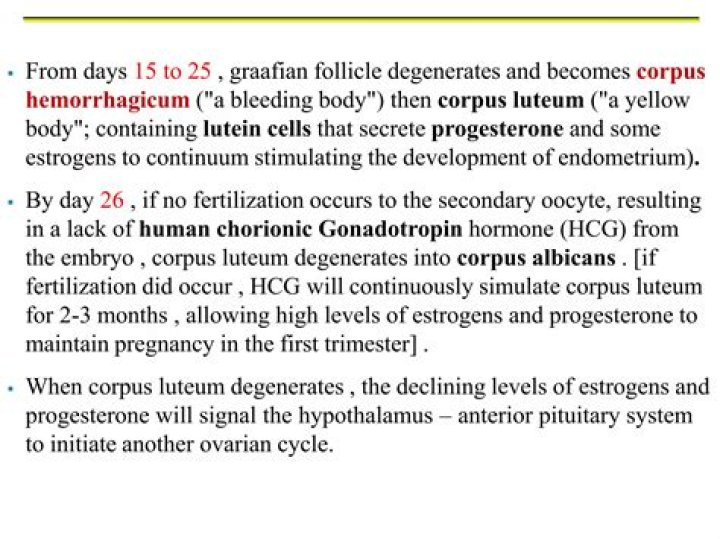 When corpus luteum degenerates?