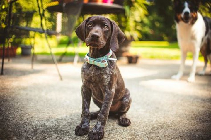 When do pointers calm down?
