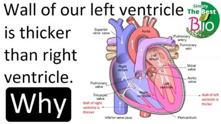 When is the left ventricle thicker than the right?
