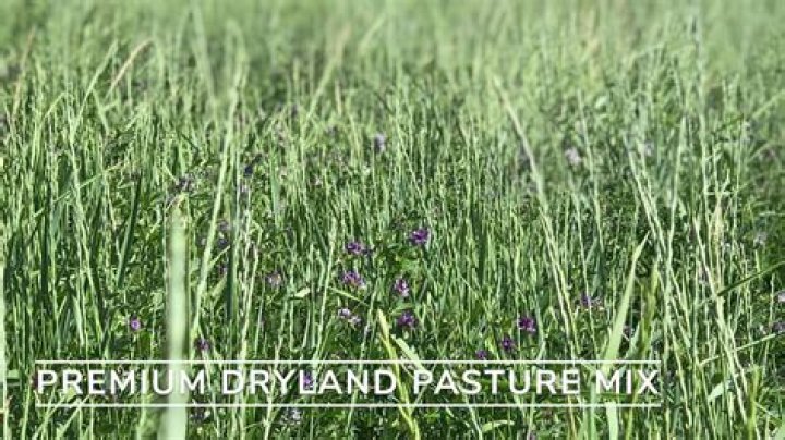 When to plant dryland pasture mix?