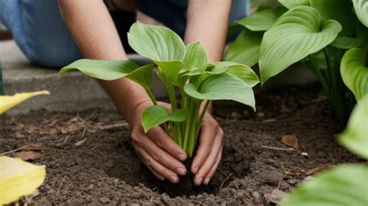 When to plant safflower uk?