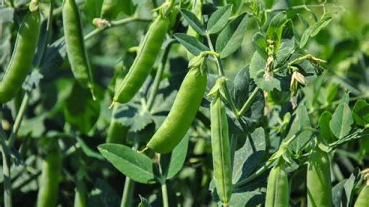 When to sow heartsease?