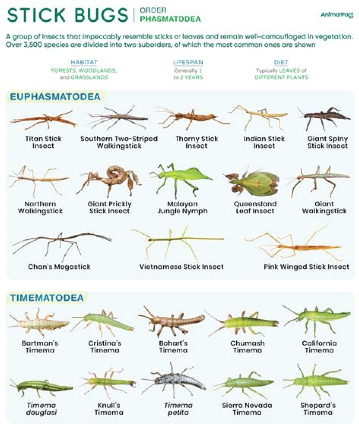 Where can you buy stick insects from?