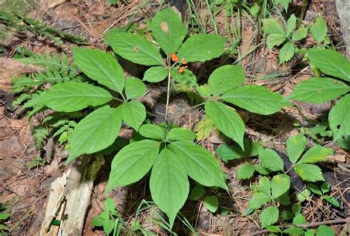 Where does ginseng grow?