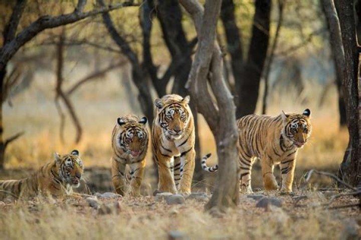 Where does tigers live?