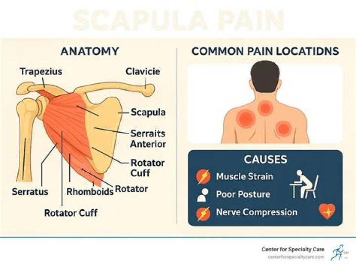 Where is scapula found in the body?
