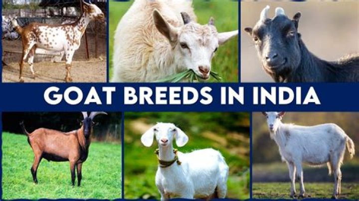 Which goat breeds have wattles?
